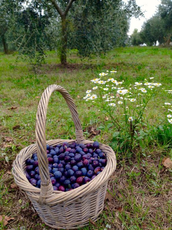 Agriturismo Sambuco Пастренго Екстериор снимка
